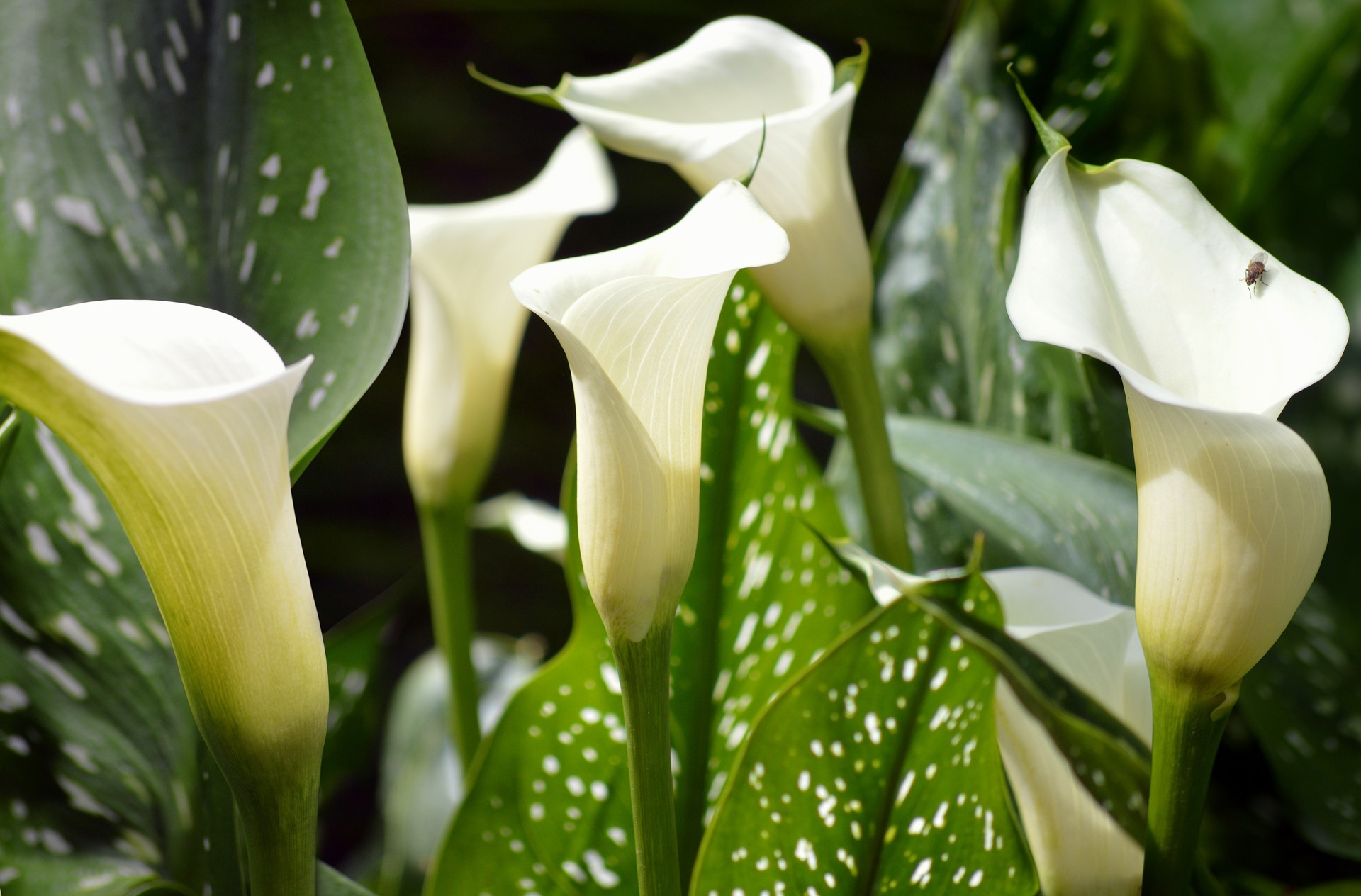 Calla Lily Flowers Planting Growing And Caring For Calla Lilies   White Calla Lily 